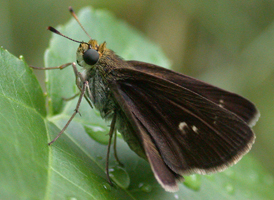 Dun Skipper